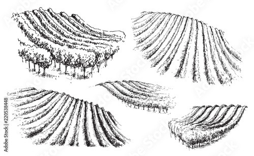 Rural Scene Fragment with Vineyard Sketch