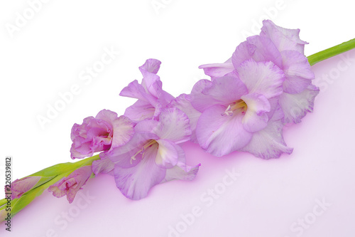 Single gentle lilac beautiful gladiolus flower isolated on white background