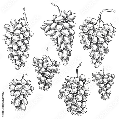 Hand Drawn Grape Bunch Variety  Set
