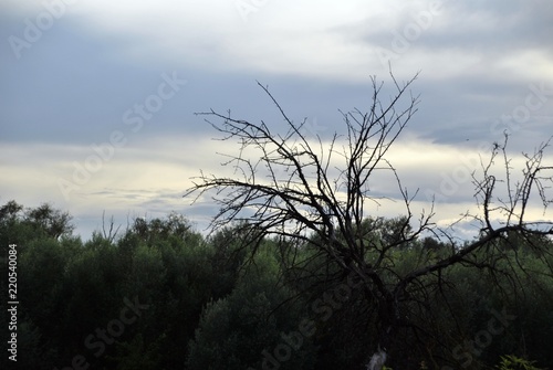 white clouds on blue sky with trees