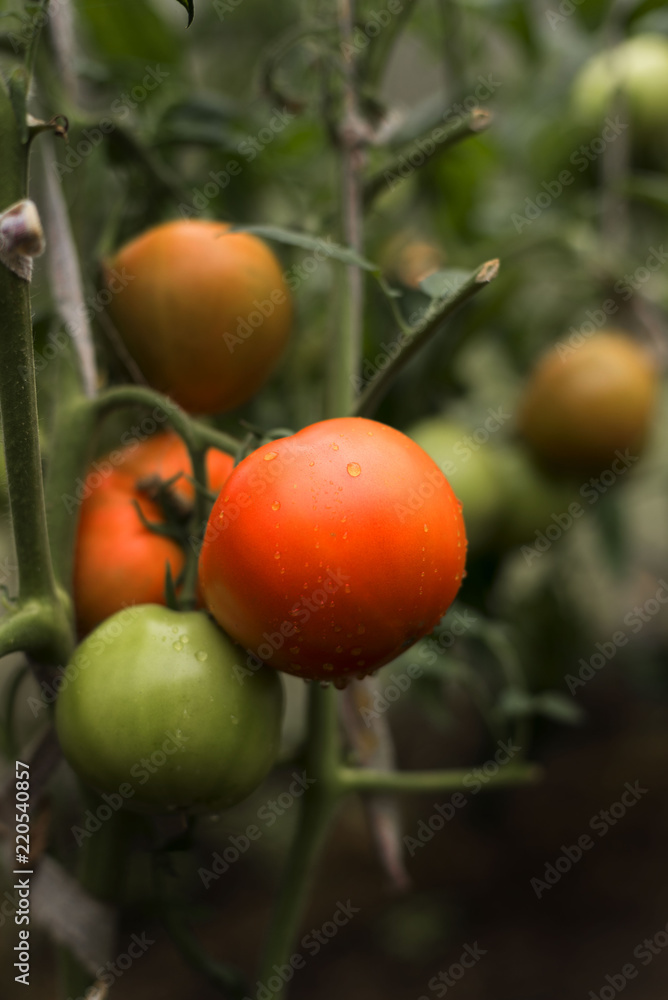 fresh tomatos on the garden
