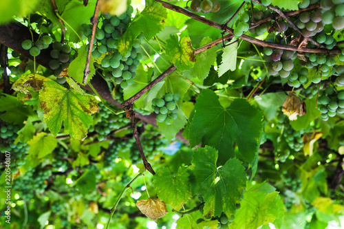 Home vineyard in Ukraine. Autumn