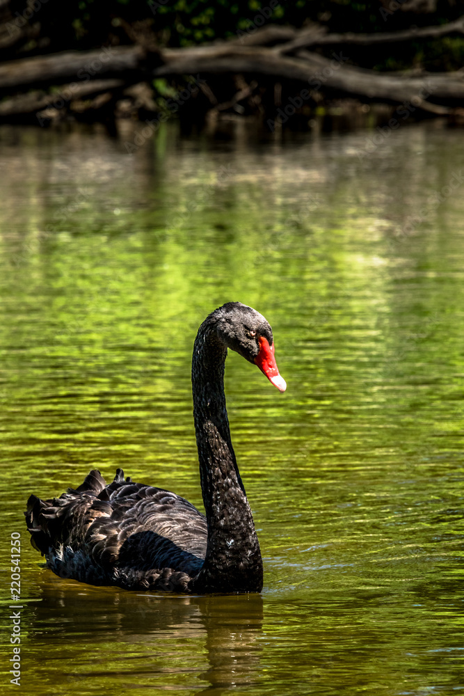 Fototapeta premium Majestic black swan