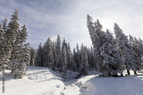 Frozen creek with snowy fir trees on a beautiful winter day in Switzerland photo