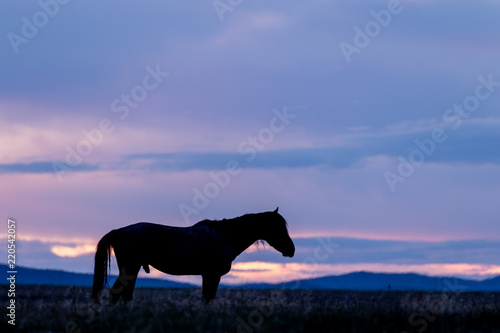 Wild Horse Silhouetted at Sunrise