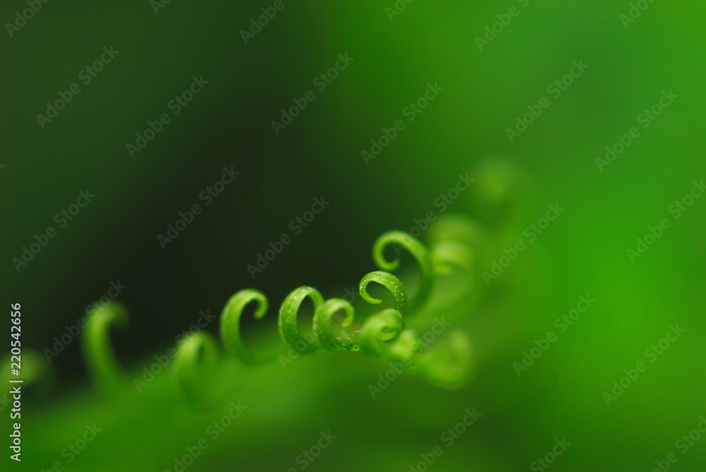 Exotic green tropical ferns with shallow depth of field (dof).