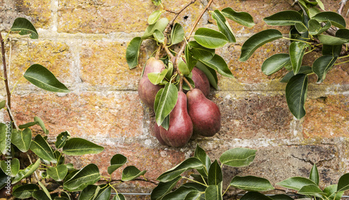 Espaliered pear tree branch with ripening pink pears trained to grow against old brick wall.