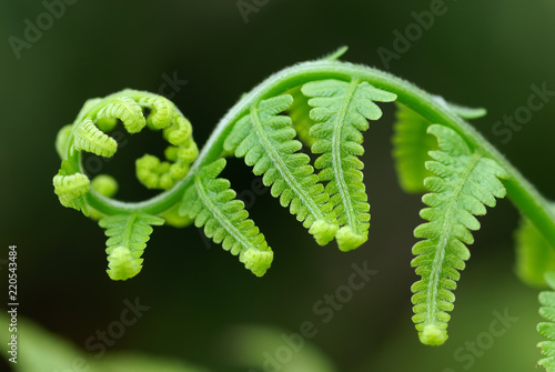 Exotic green tropical ferns with shallow depth of field (dof).