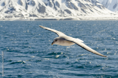 Fulmar boréal, Pétrel fulmar, .Fulmarus glacialis, Northern Fulmar