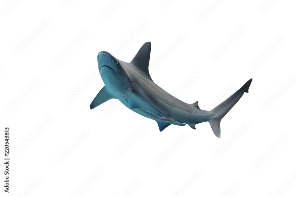 Fototapeta premium Shark isolated on white background