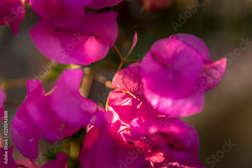 pink buganville plant and flower detail at sunset