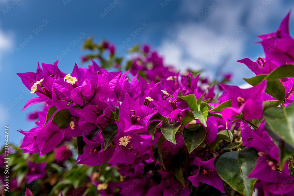 pink buganville with summer blue sky