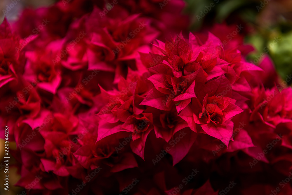 red buganville flower detail close up red buganville flower detail close up