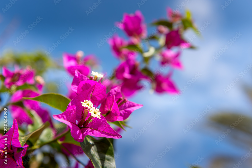 pink buganville with summer blue sky pink buganville with summer blue sky