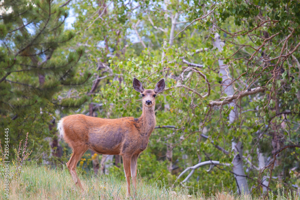 Beautiful Colorado Doe Mule Deer Beautiful Colorado Doe Mule Deer