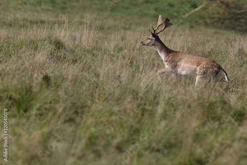 Fallow deer - rutting season