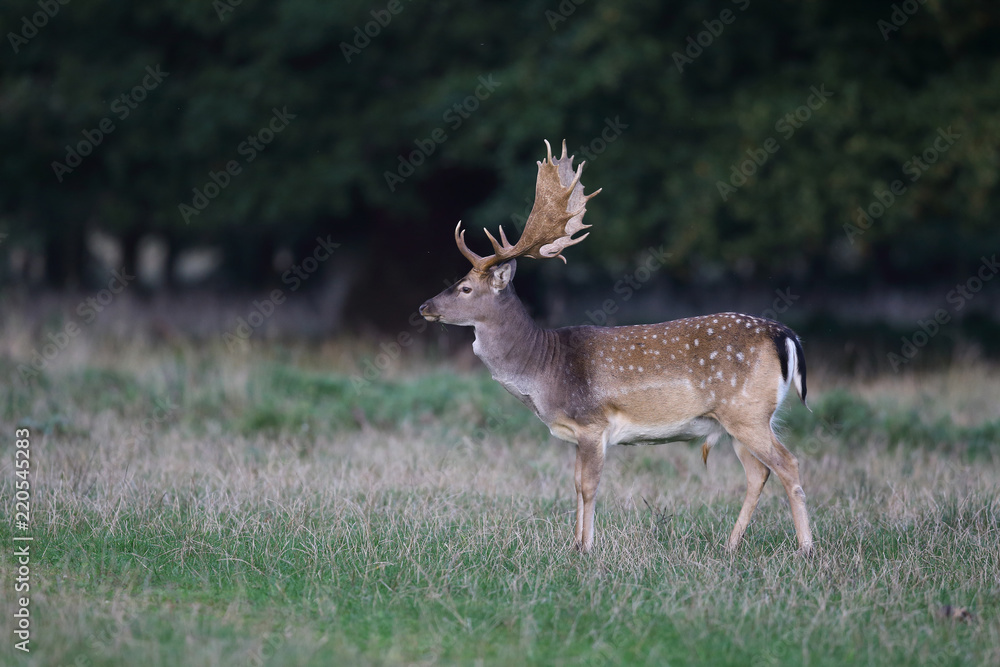 Fallow deer - rutting season Fallow deer - rutting season