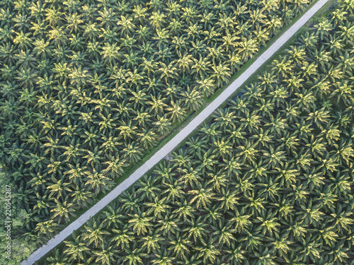 Obraz na plátně Aerial view of palm tree field in a southern part of Thailand, agricultural area