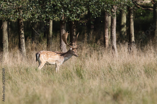 Fallow deer - rutting season
