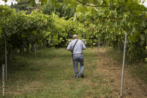 man walks through the vineyards