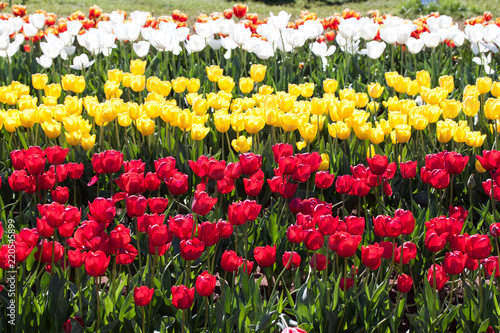 Red, Yellow and white Tulip flower field at Australian festival