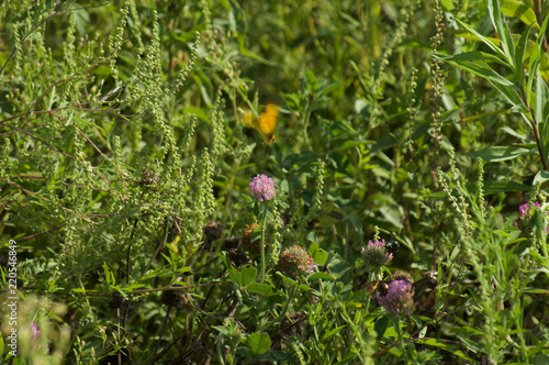 Green And Brown Thistle Plants