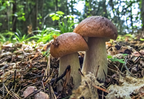 Edible brown cep (Boletus edulis) in forest
