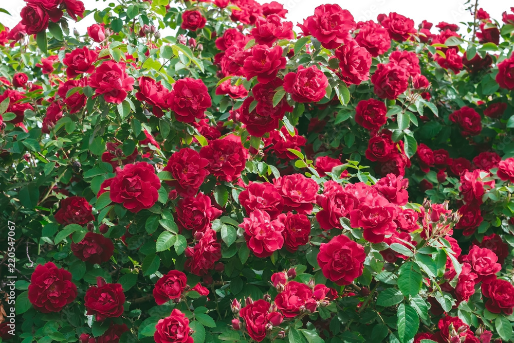 Bush of rose flower red summer background