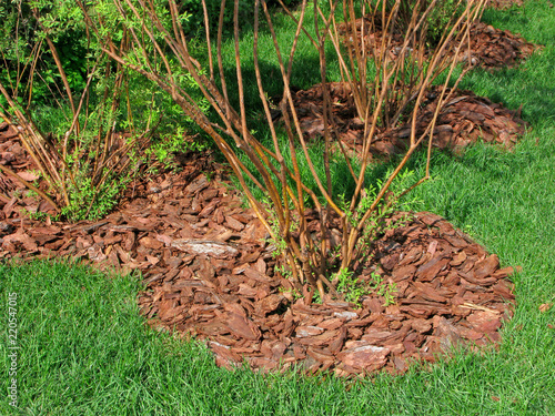 Mulch from the bark of trees around the bushes on green lawn.