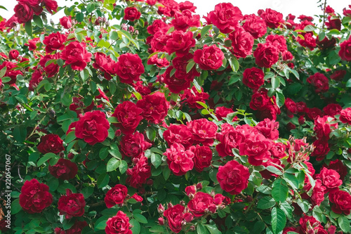Fototapeta Naklejka Na Ścianę i Meble -  Bush of rose flower red summer background