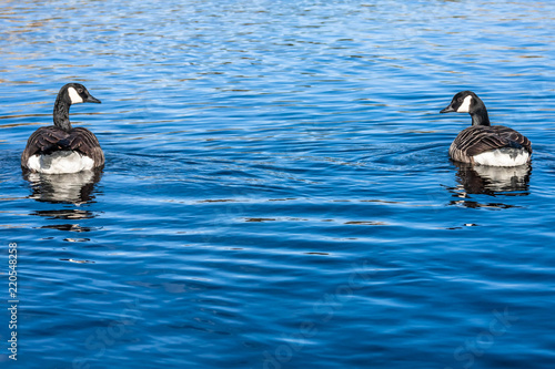 Two Canadian Geese paddling on the water