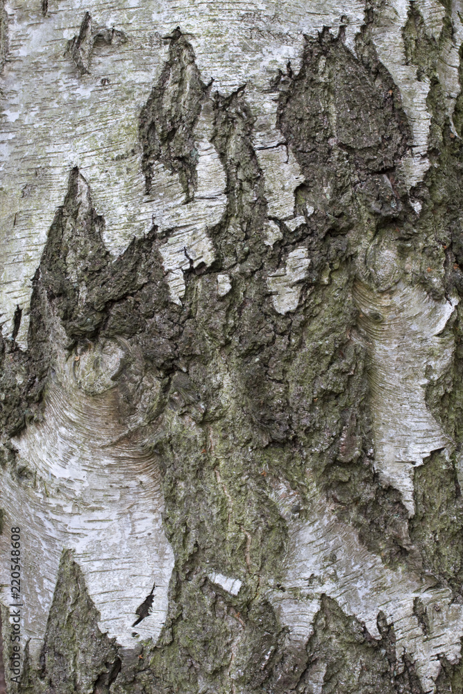 Obraz premium Kora drzewa Silver Birch (Betula pendula)