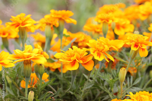 Tagetes. Flowers in the garden