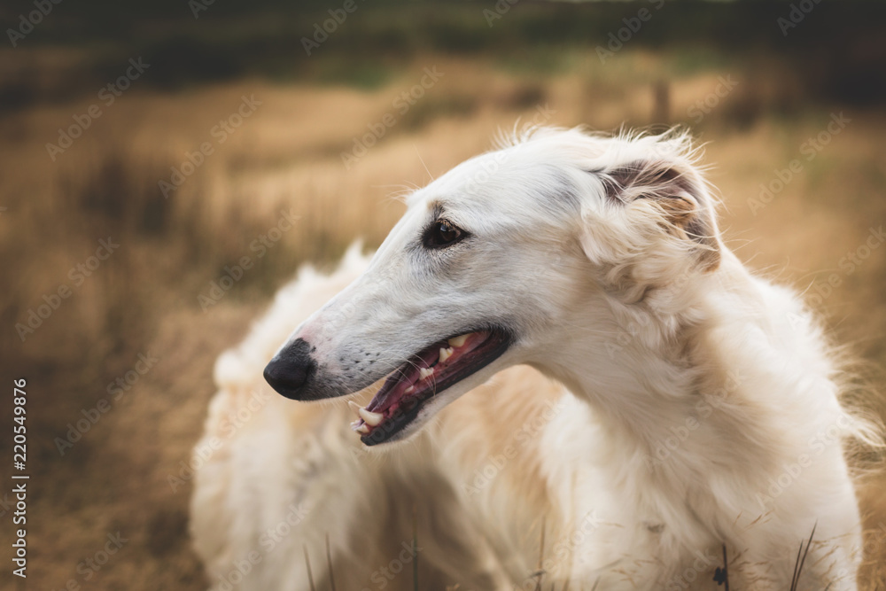 Fototapeta premium Profile Portrait of gorgeous russian borzoi dog in the field