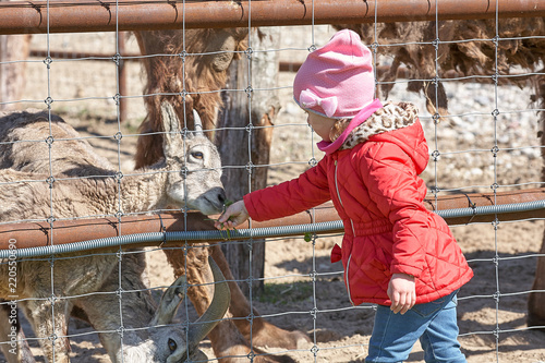 little girl is playing in the park outside garden zoo with goat in summer spring