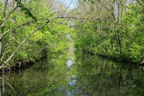 river in the woods