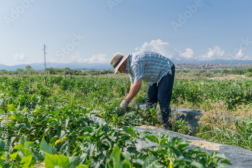 Ecological and traditional farming