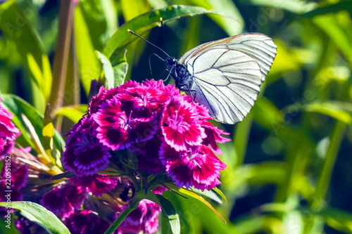 Photography Butterfly aporia Crataegi on red flower