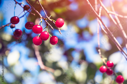 Slika na platnu Cherry berries on the branches in the garden in sunlight