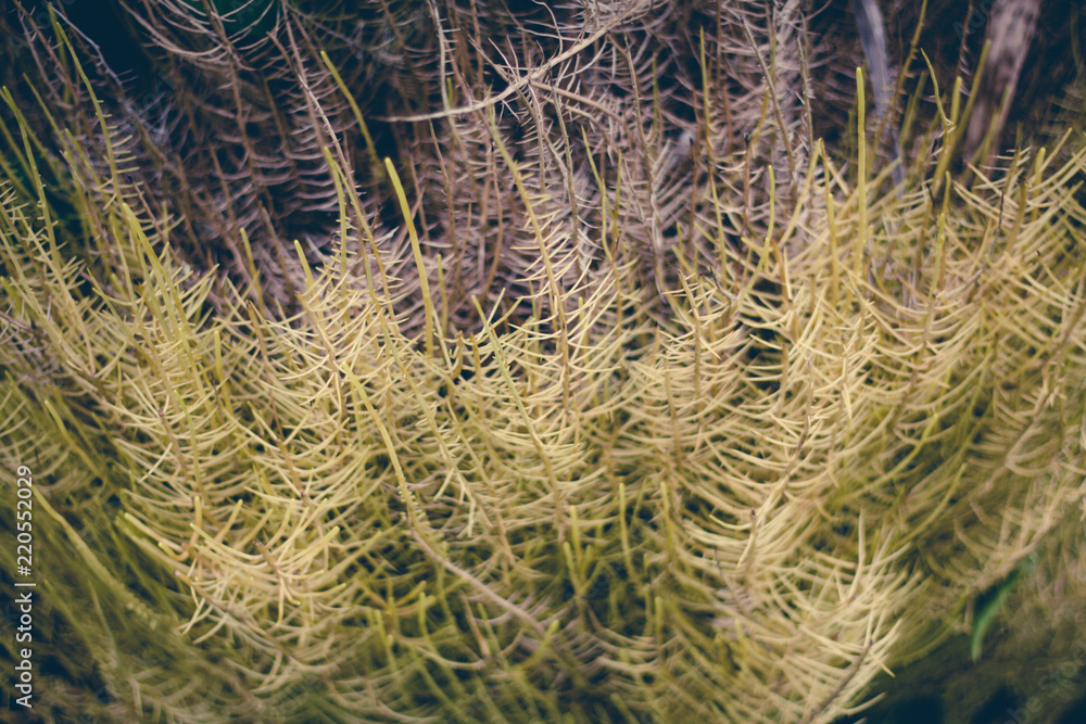 Fototapeta premium flower grass hay dry background