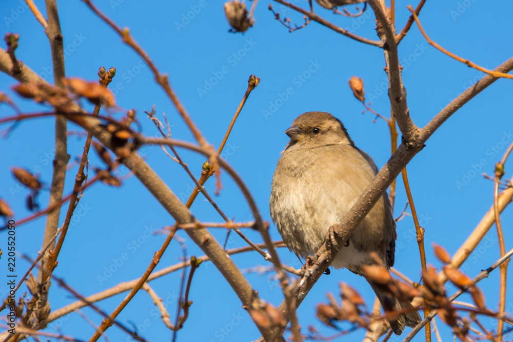 House sparrow perched on a tree branch. Passer domesticus. House sparrow perched on a tree branch. Passer domesticus.