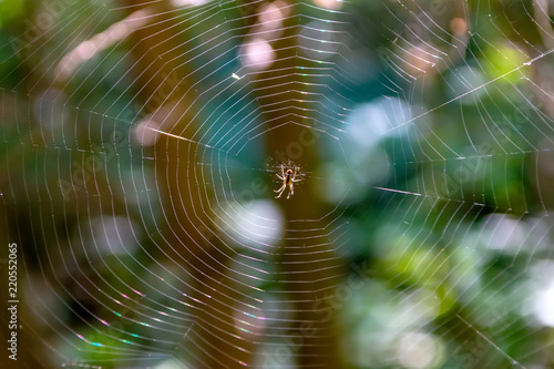 Web with spider
