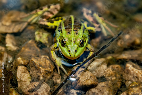 Fotografie Frog in the water