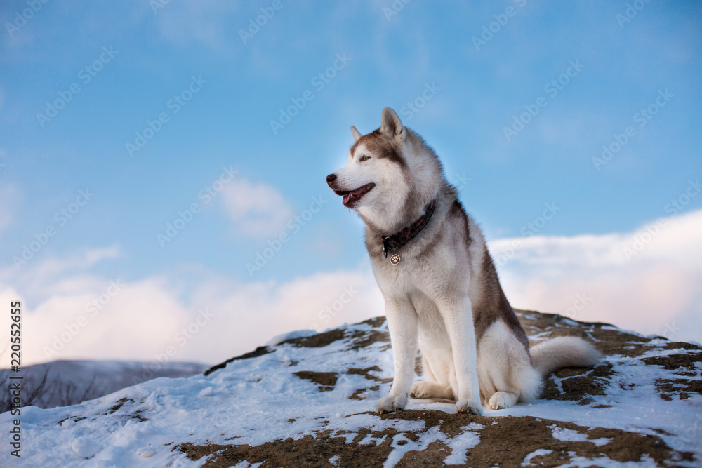 Fototapeta premium Profile portrait of Siberian husky dog sitting on the snow on a mountain