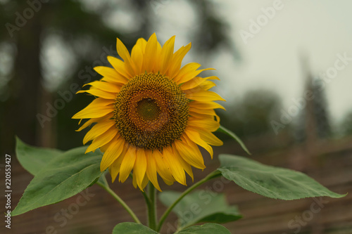 Sunflower with selective fo...