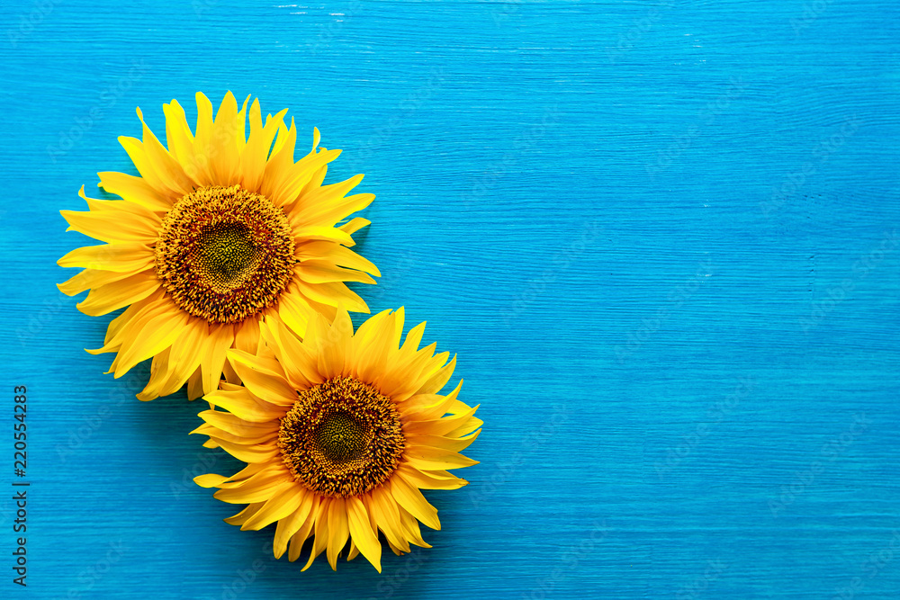 Fototapeta premium flower of a sunflower and sunflower seeds on a blue background