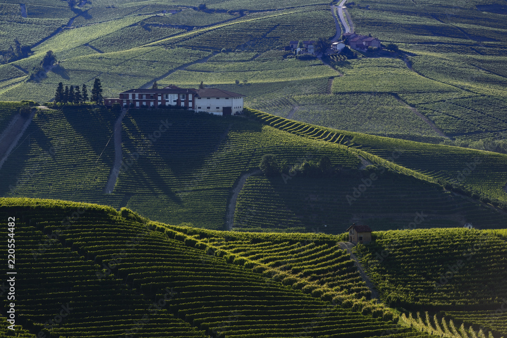 View of the vineyards in the Langa Piedmont hills at sunset