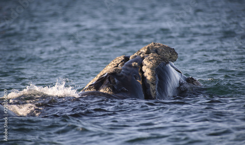 Southern Right Whale, Puerto Madryn, Argentina. 