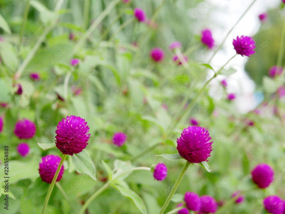 Selective focus of wild natural Globe Amaranth or Gomphrena Globosa flowers on the roadside in bright afternoon sunlight Selective focus of wild natural Globe Amaranth or Gomphrena Globosa flowers on the roadside in bright afternoon sunlight