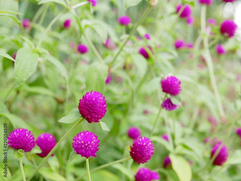 Selective focus of wild natural Globe Amaranth or Gomphrena Globosa flowers on the roadside in bright afternoon sunlight Selective focus of wild natural Globe Amaranth or Gomphrena Globosa flowers on the roadside in bright afternoon sunlight